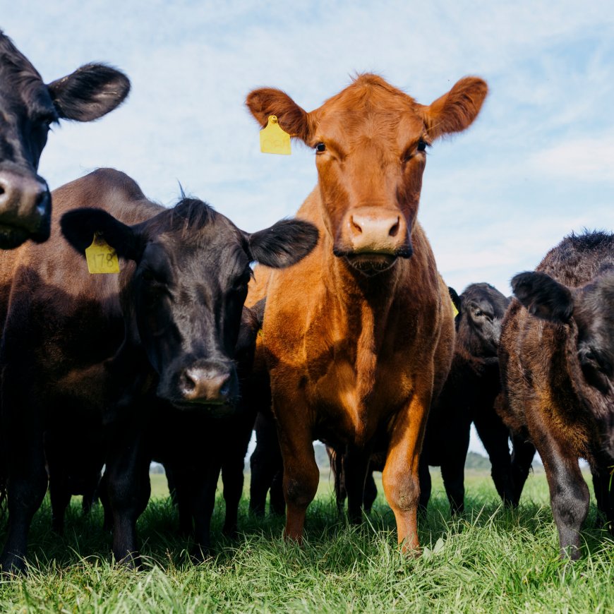 British Consumers Are Skeptical of American Meat. Can They Change?